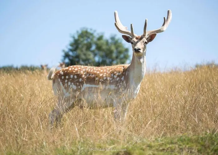 Vakantiehuis 3 Etoiles Avec Spa, Vue Sur Parc Animalier