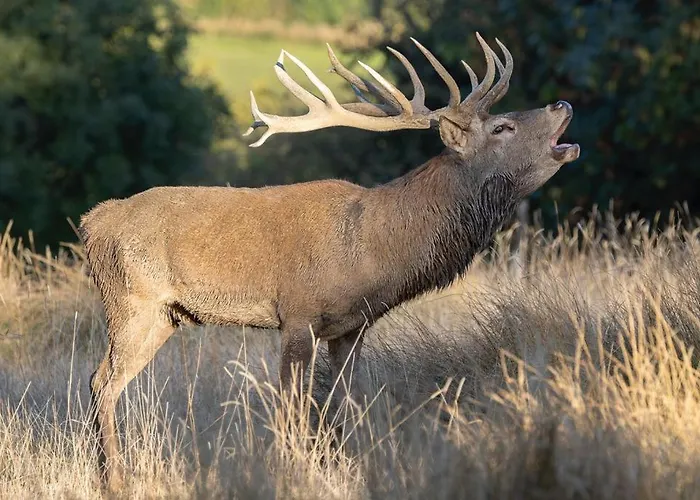 3 Etoiles Avec Spa, Vue Sur Parc Animalier Vakantiehuis *