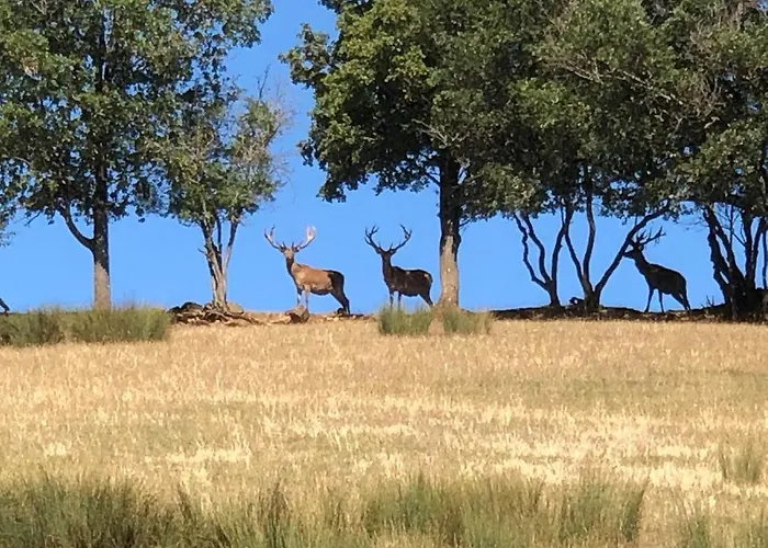 Vakantiehuis 3 Etoiles Avec Spa, Vue Sur Parc Animalier Montrozier