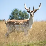בית נופש Du Parc Saint Hubert, Sejour Nature En Aveyron