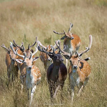 3 Etoiles Avec Spa, Vue Sur Parc Animalier *