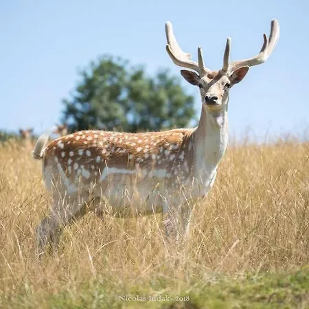 Prázdninový dům 3 Etoiles Avec Spa, Vue Sur Parc Animalier