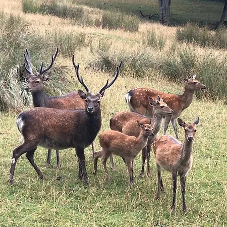 3 Etoiles Avec Spa, Vue Sur Parc Animalier * Montrozier