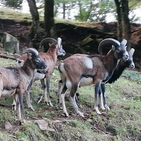 3 Etoiles Avec Spa, Vue Sur Parc Animalier Montrozier