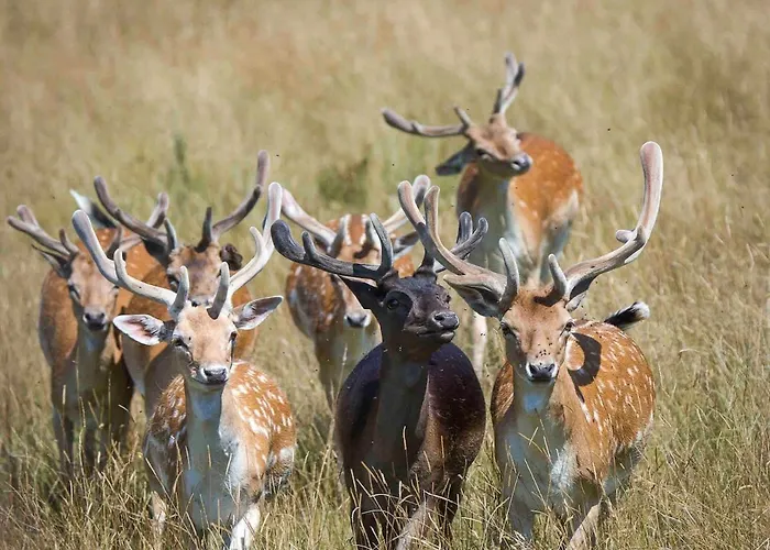 Gite Du Parc Saint Hubert, Sejour Nature En Aveyron *