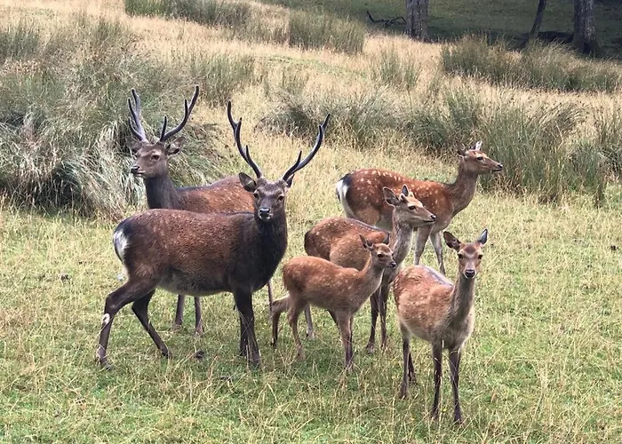 3 Etoiles Avec Spa, Vue Sur Parc Animalier * Montrozier