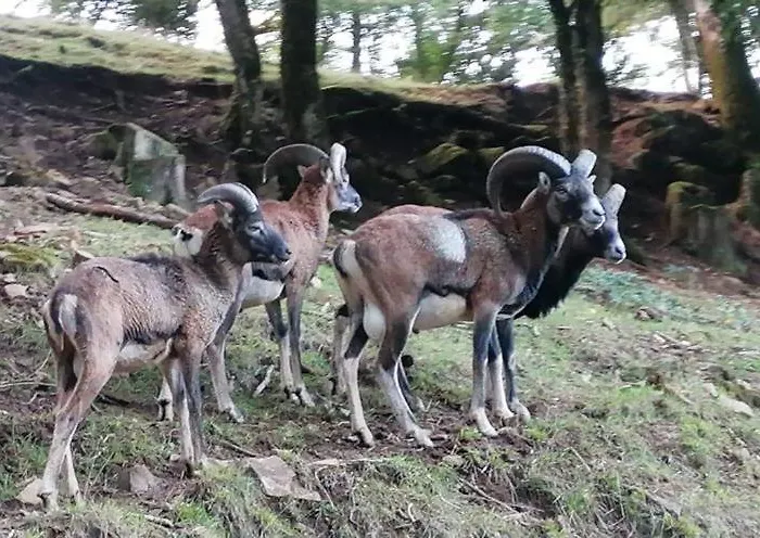 Gite Du Parc Saint Hubert, Sejour Nature En Aveyron Montrozier